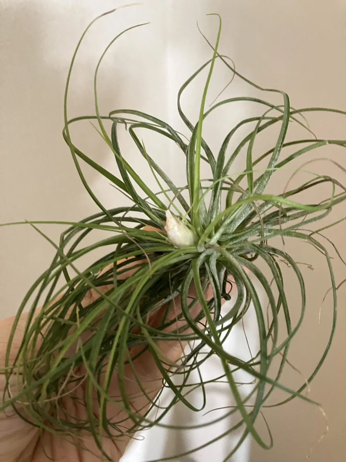 ティランジア　マナ　花芽発見！