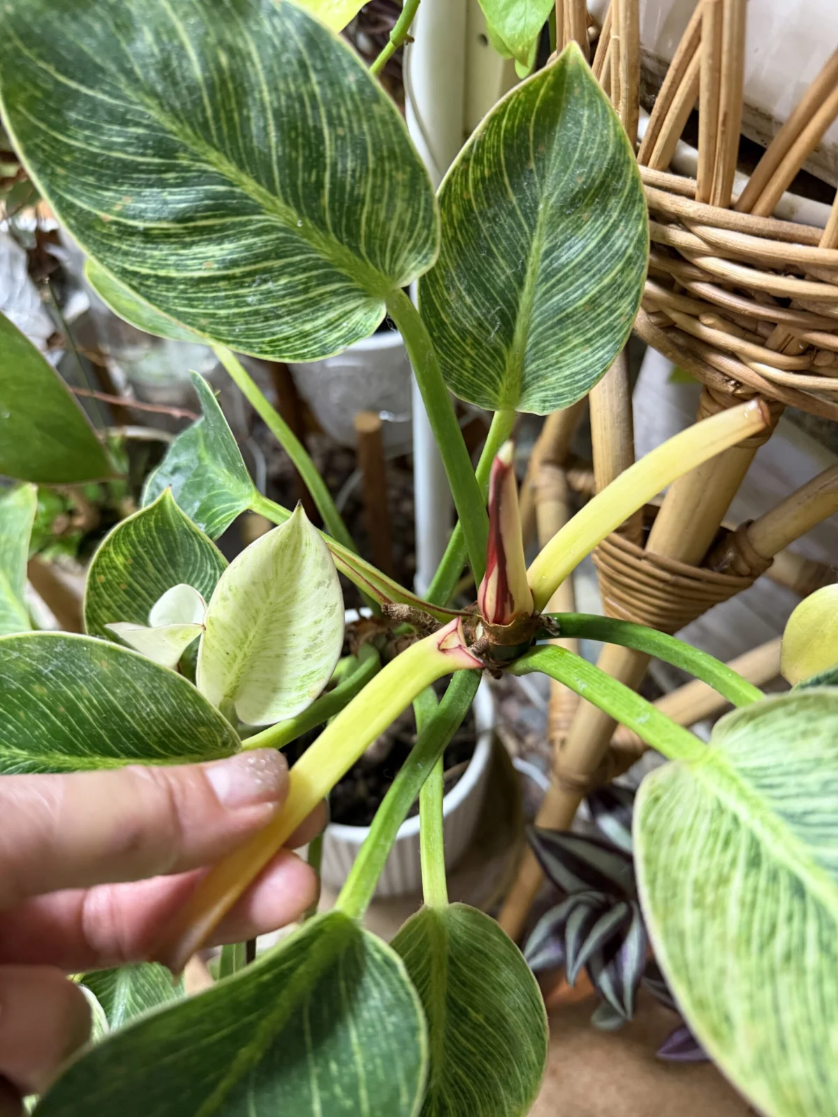 横浜 フィロデンドロン バーキン