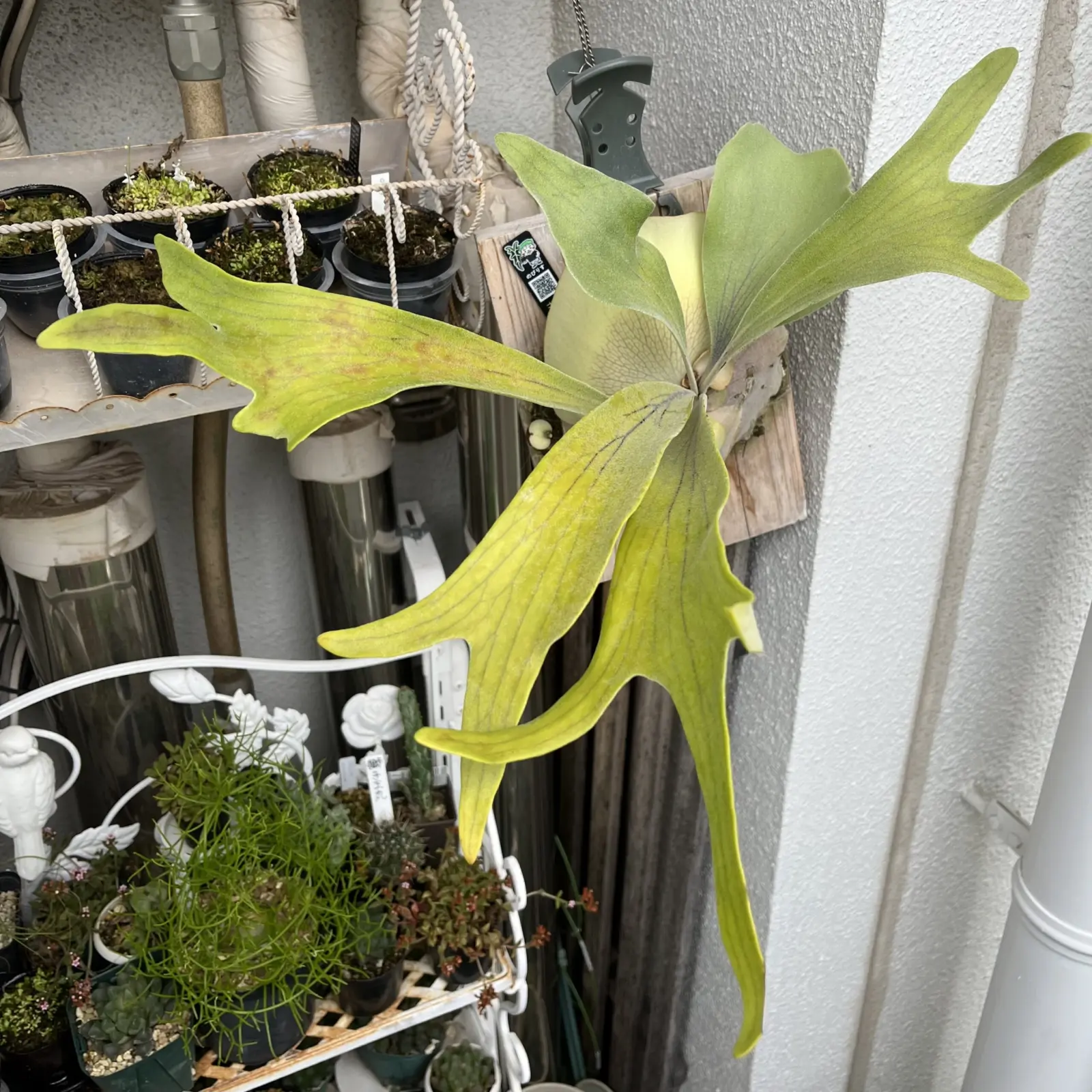 ビカクシダ　Ｗ５×ディバーシフォリウム　胞子培養株