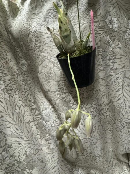 クロウエセタム　ペナンワルツ　蕾付き株全体　タケノコ蘭　蘭