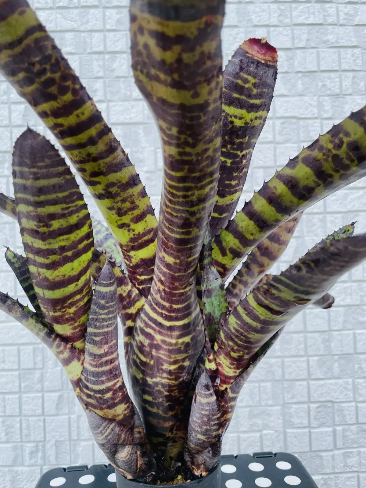 ネオレゲリア ハンニバルレクター　vol.2