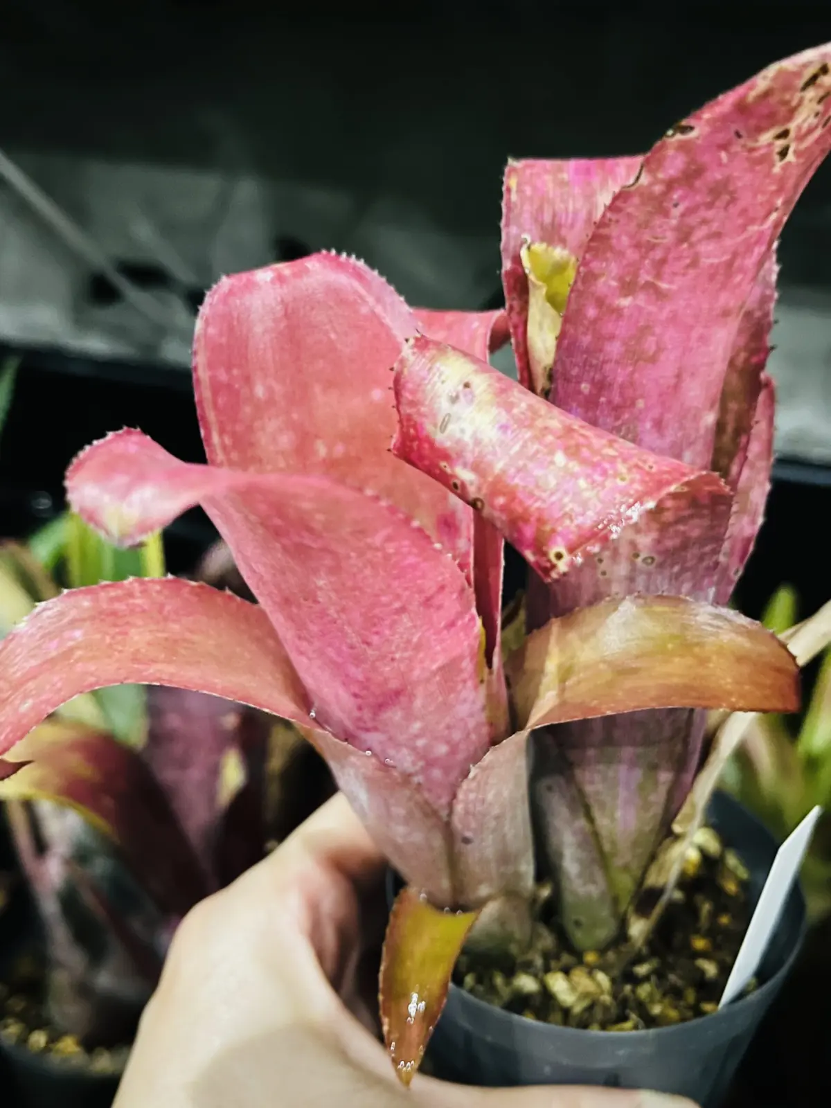 ビルベルギア　ポキートブランコ