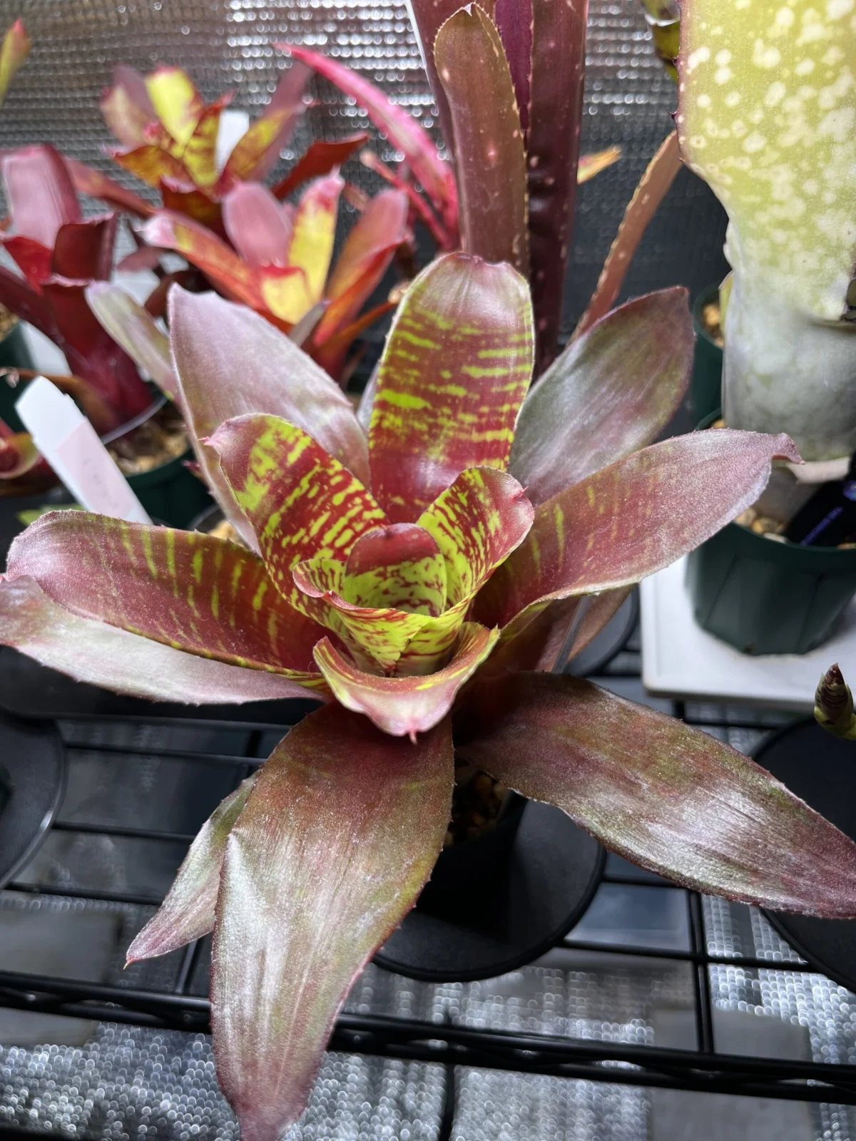 ネオレゲリア マエストラヴィダ