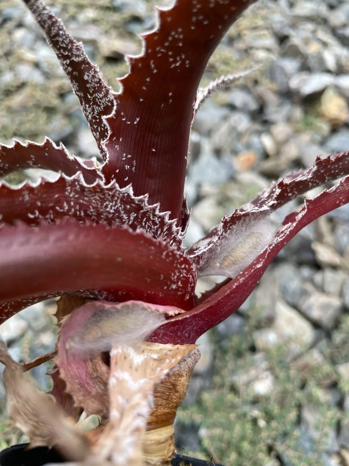 オルソフィツム グルケニー 実生　虫