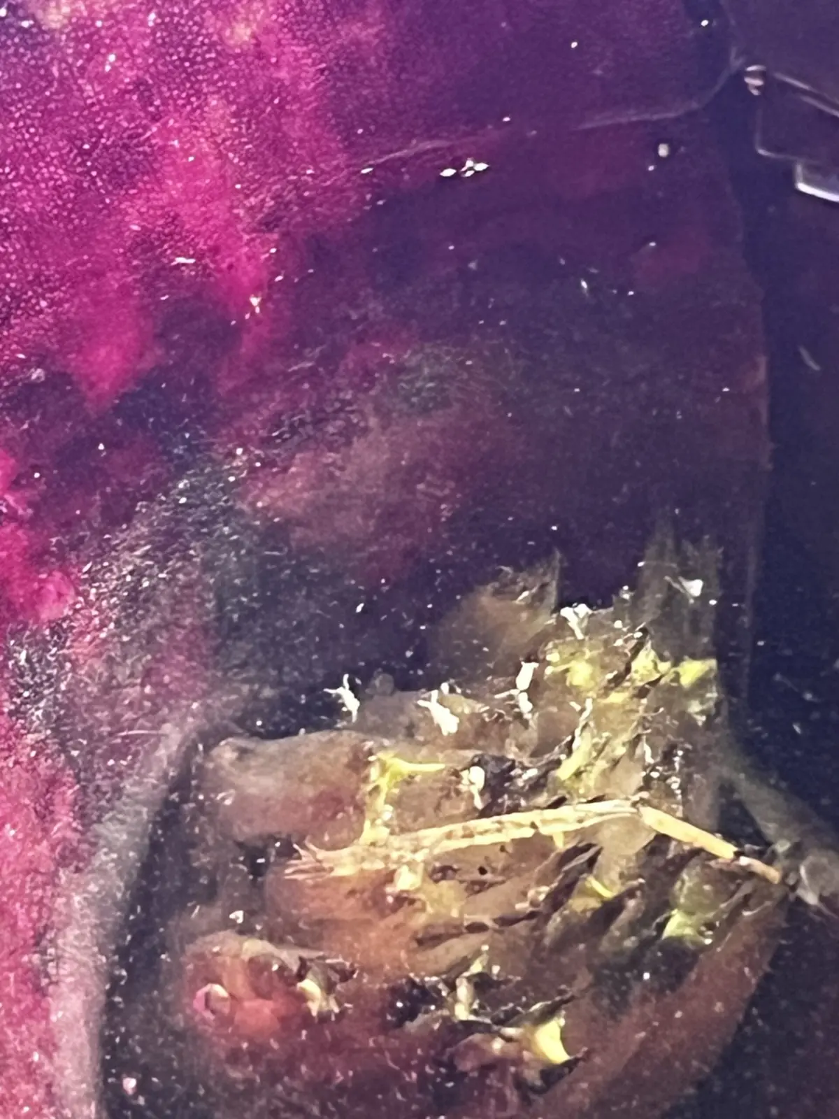 ネオレゲリア　ジャバプラム　虫