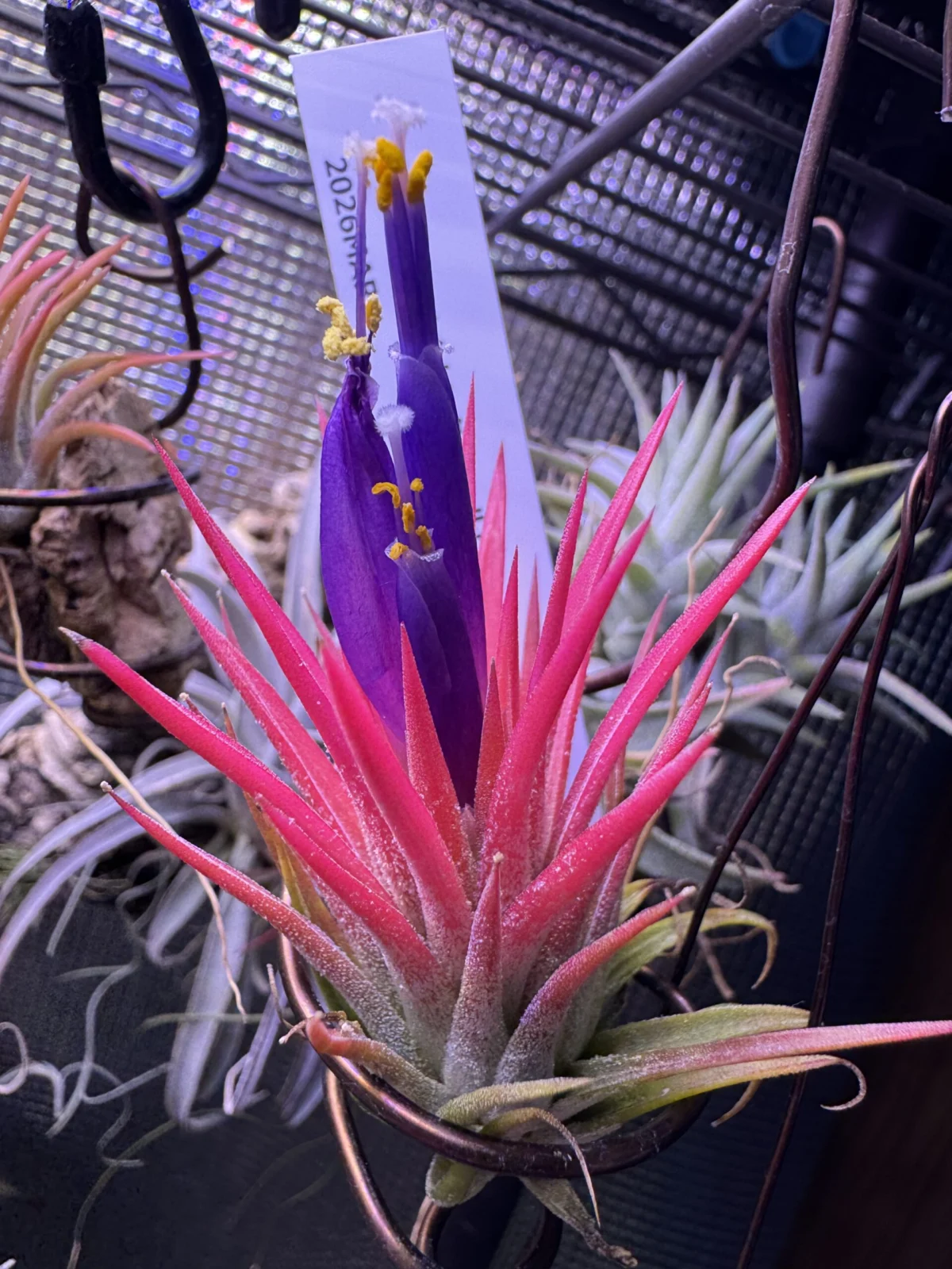 ティランジア　イオナンタ　オールウェイズレッド　花