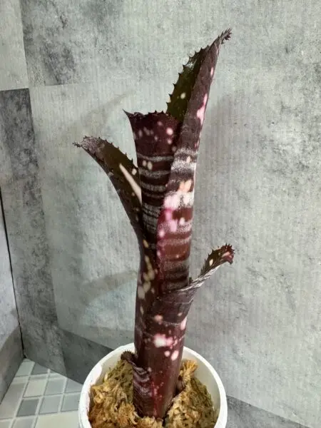 ビルベルギア　バニスファクター