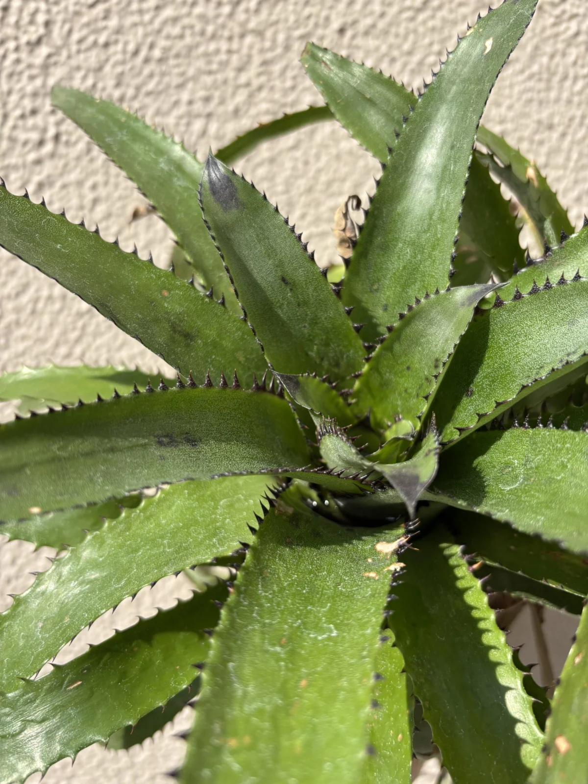 カニストラム トリアングラレ ハワイフォーム