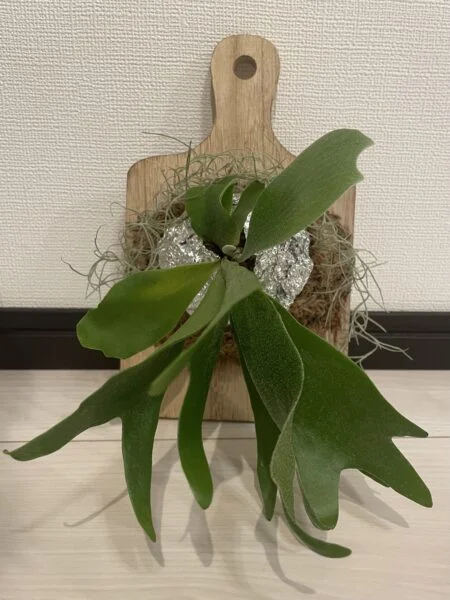 ビカクシダ　札落ちホムセン　ダサい　応募