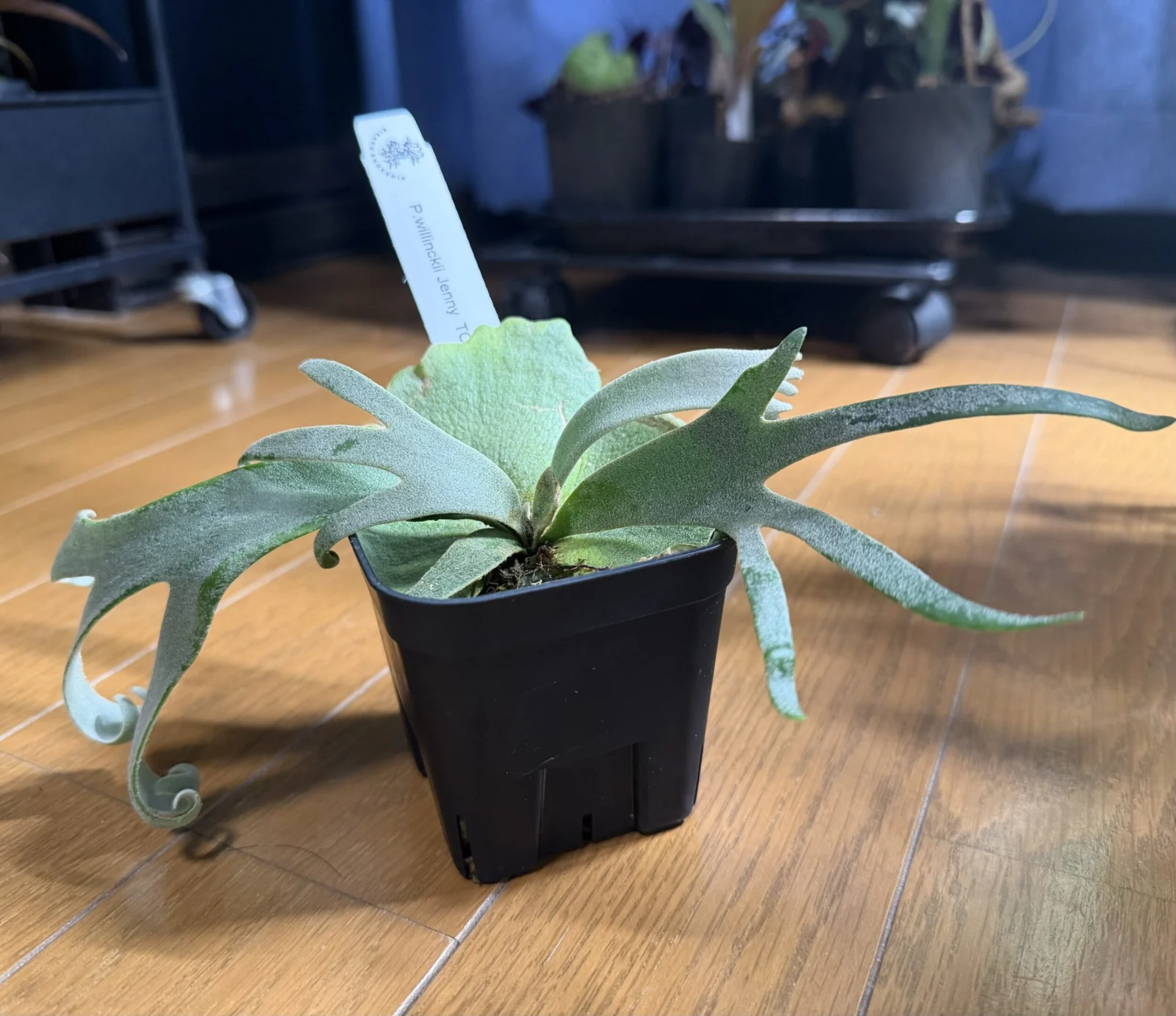 ビカクシダ ウィリンキー ジェニー