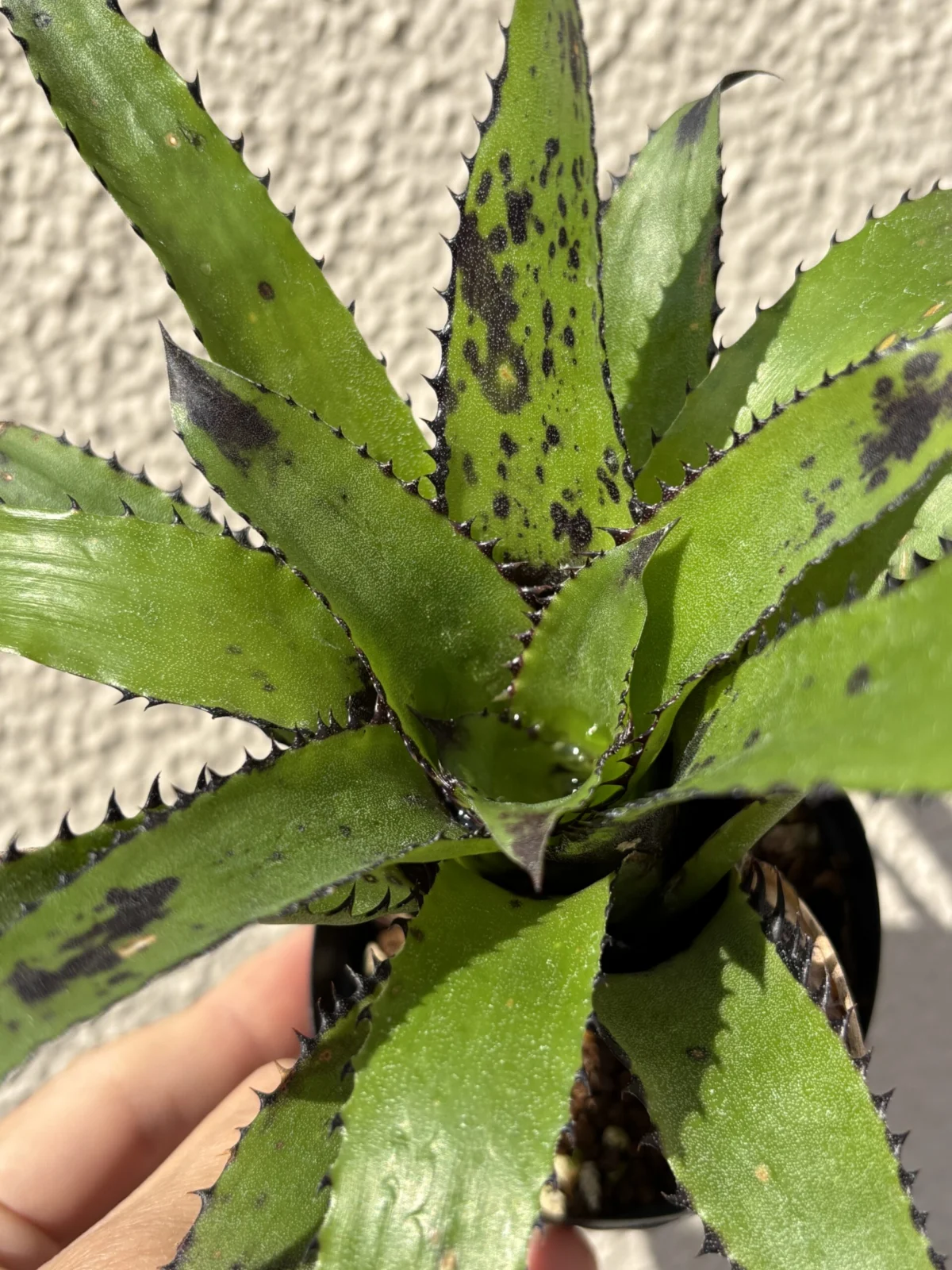 カニストラム トリアングラレ スパイニー