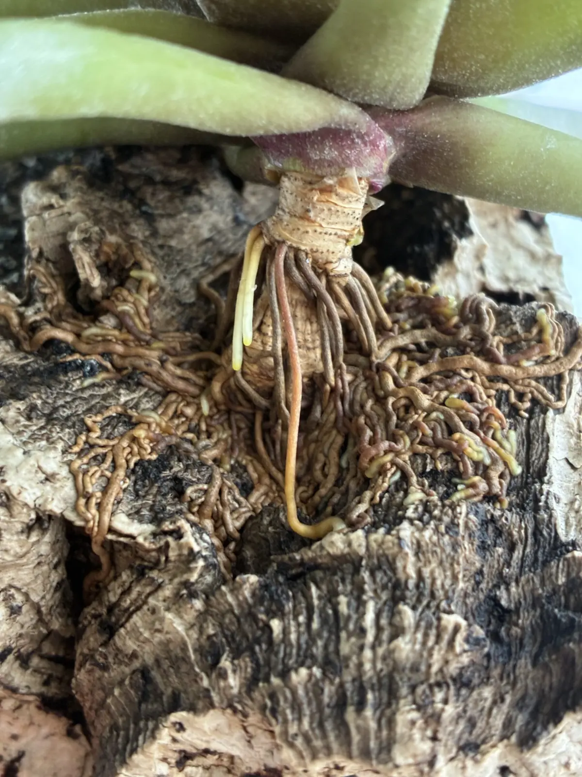 ティランジア カピタータ 根っこ