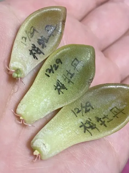 多肉植物 グラプトベリア 桜牡丹 葉挿し その2