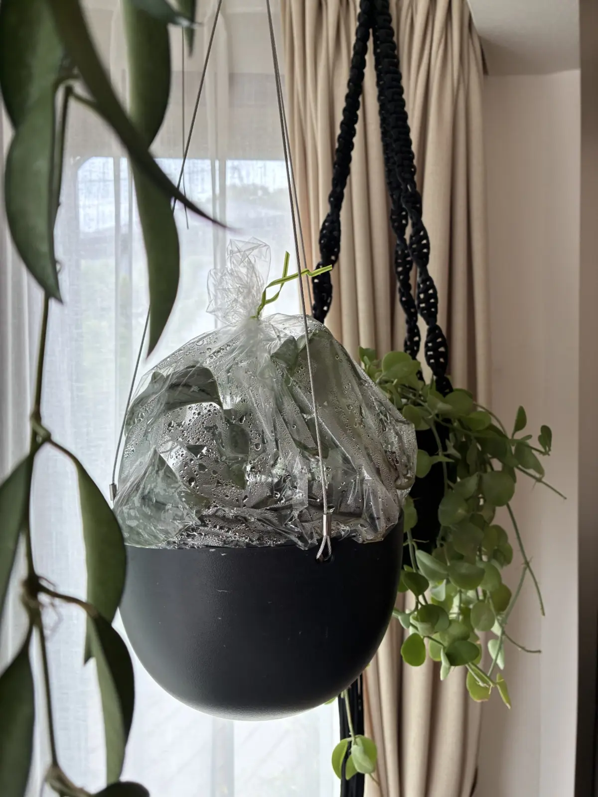 スキンダプサス　プラチナ