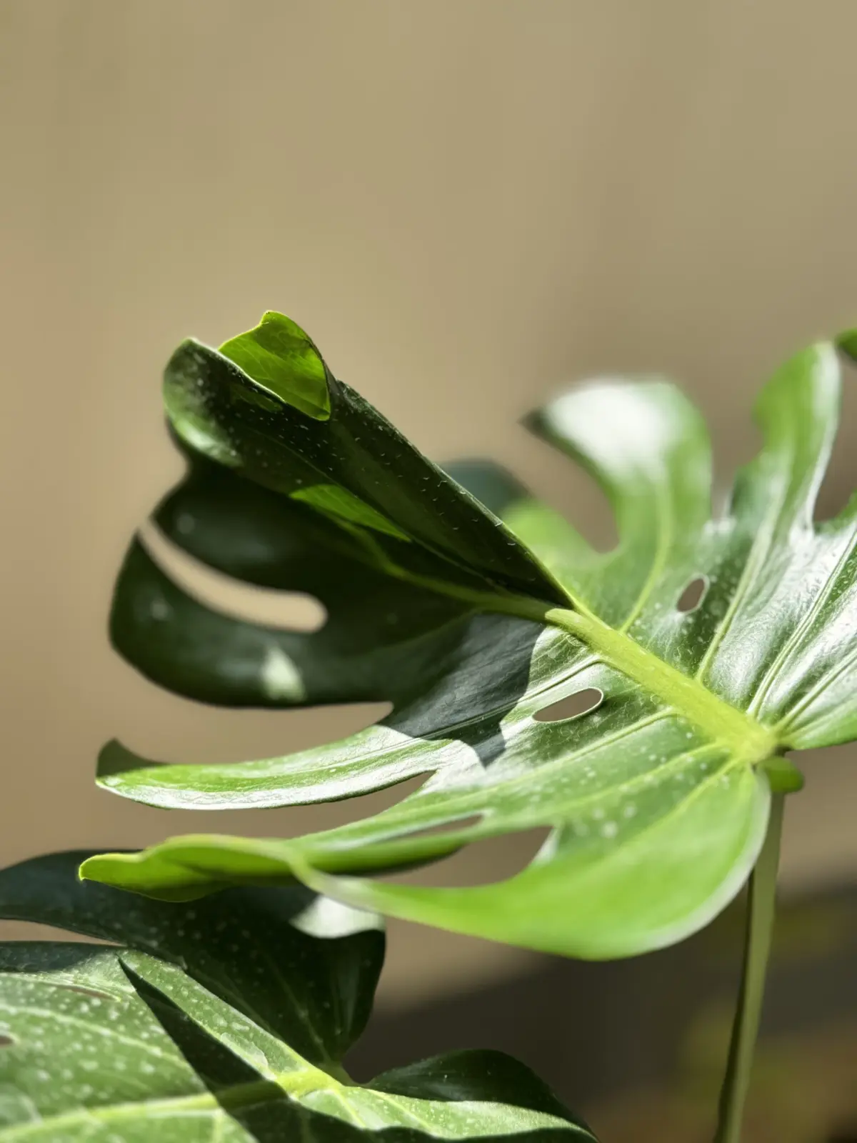 モンステラ デリシオーサ