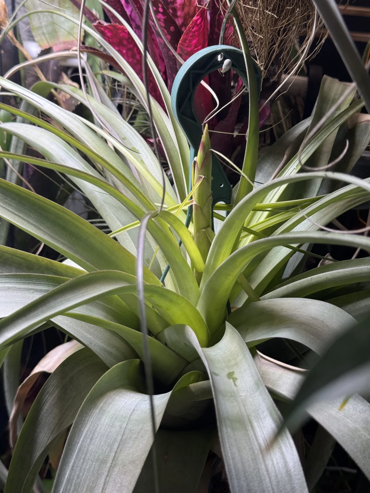 ティランジア　ウトリキュラータ