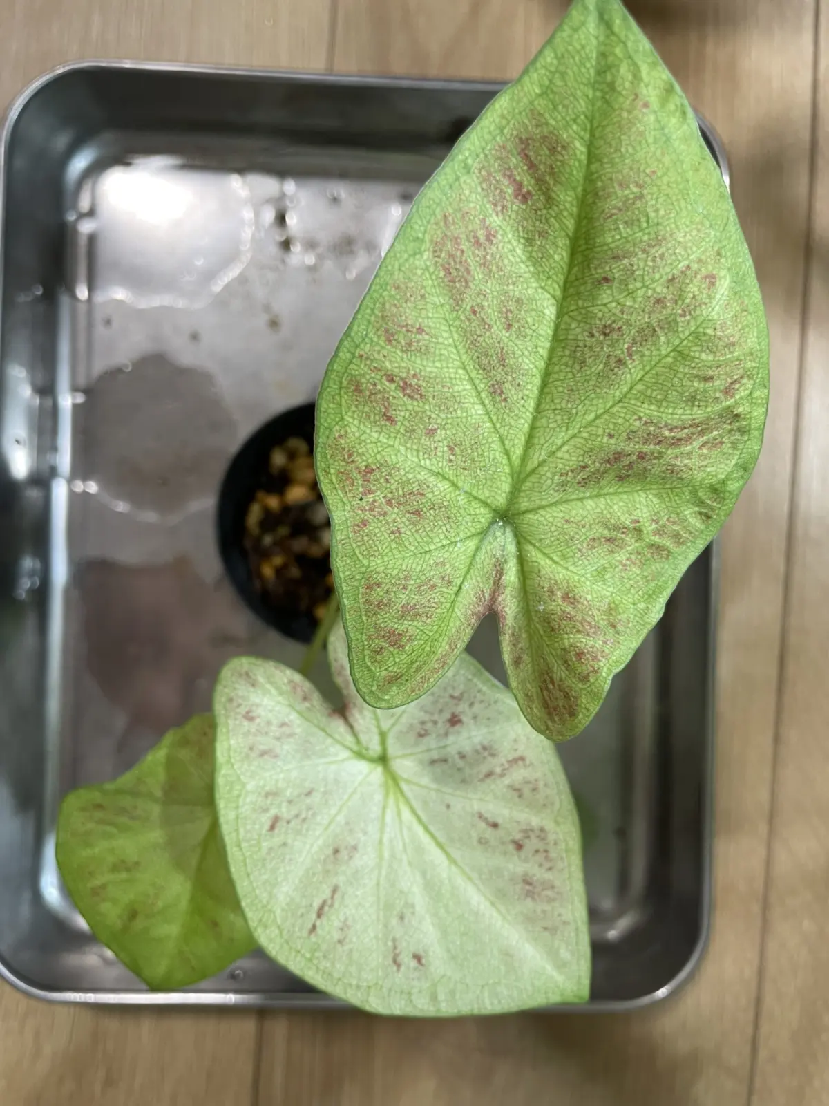 カラジウム　サンシャイン