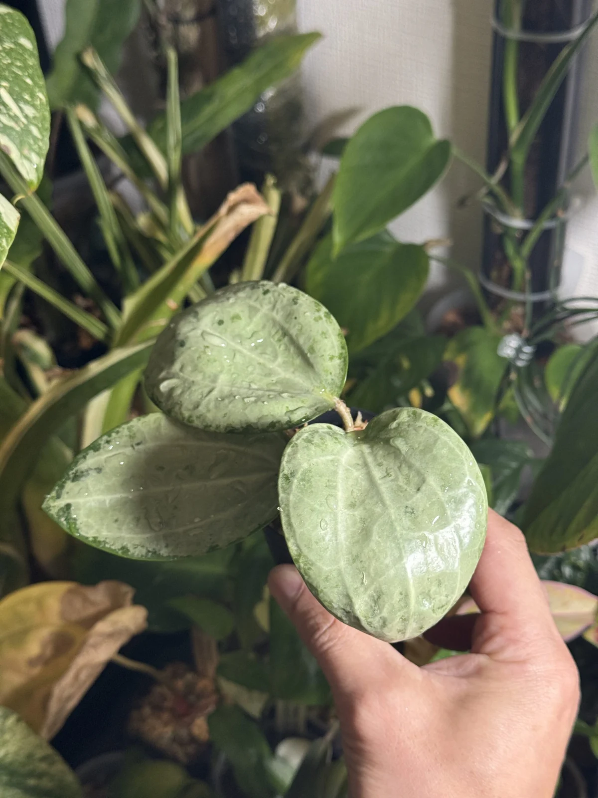 ホヤ ラティフォリア シルバー