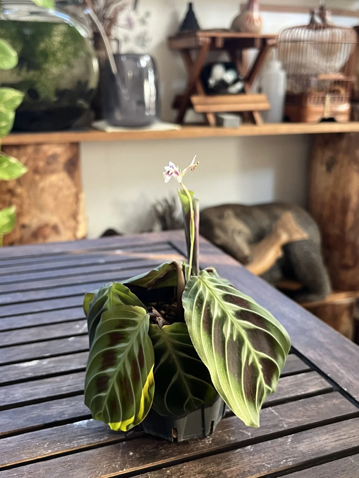 マランタ　noID 花