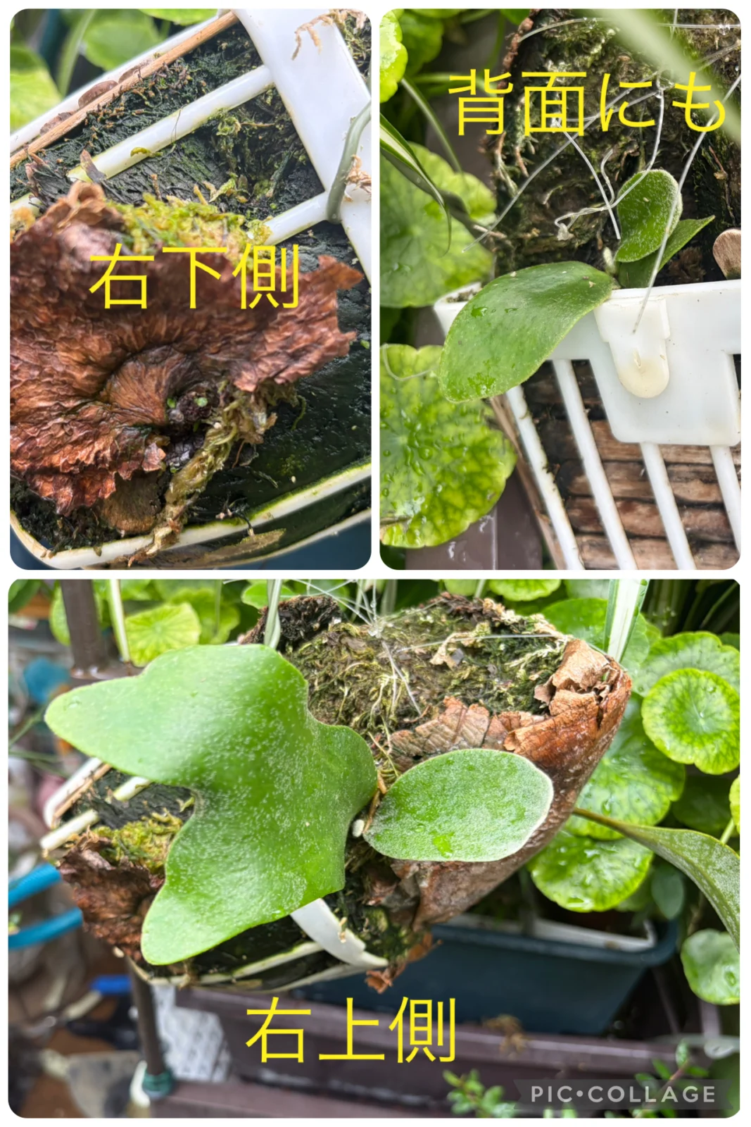 元　瀕死のビカクシダ　昭和か平成か分からないやつ　子株ふく