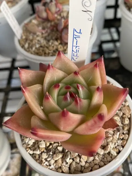 多肉植物 エケベリア ブルードラゴン