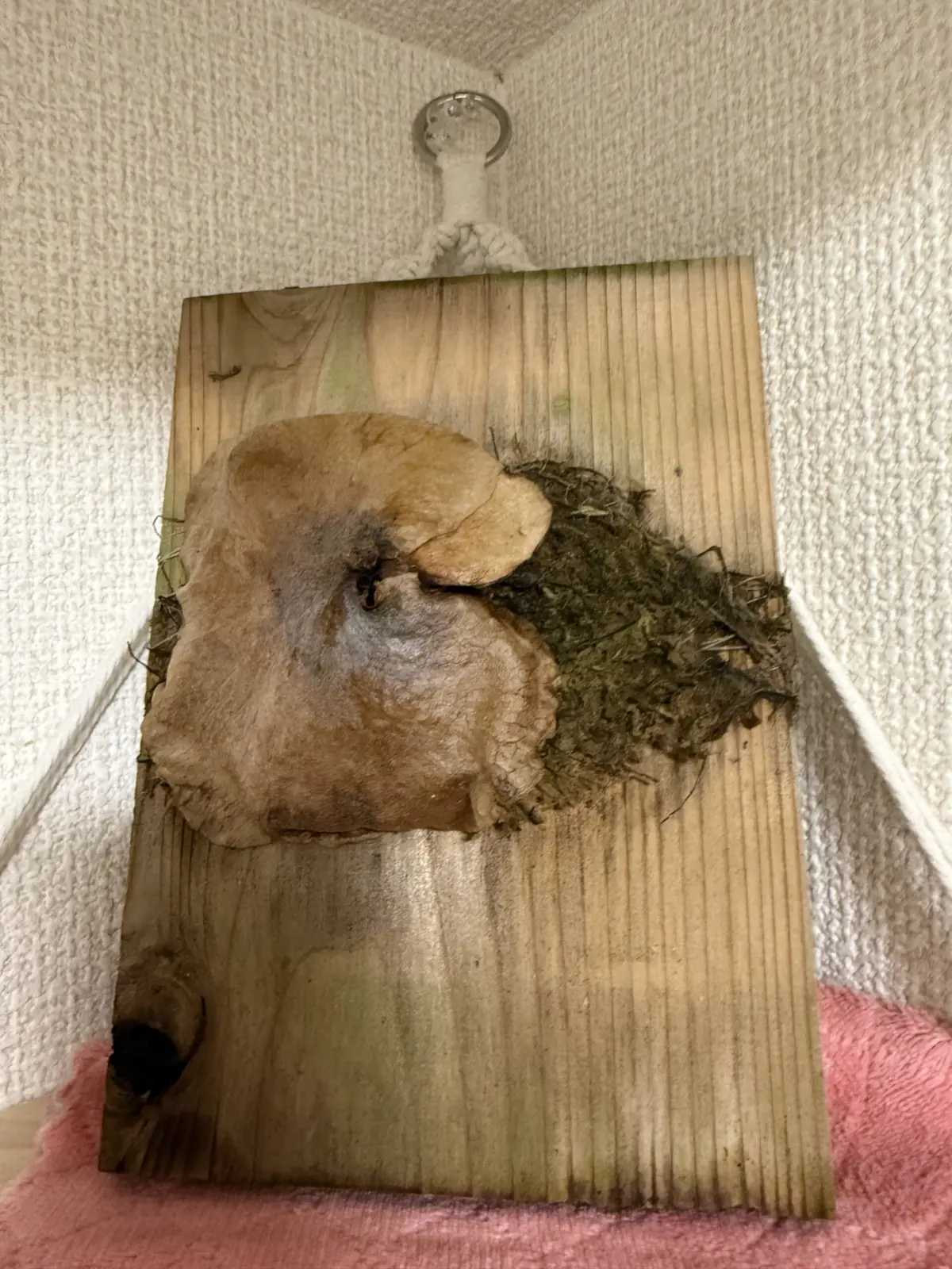 ビカクシダ　札落ち