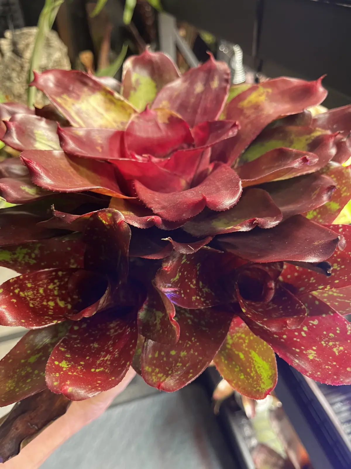 ネオレゲリア　ウォーキングトール　双子