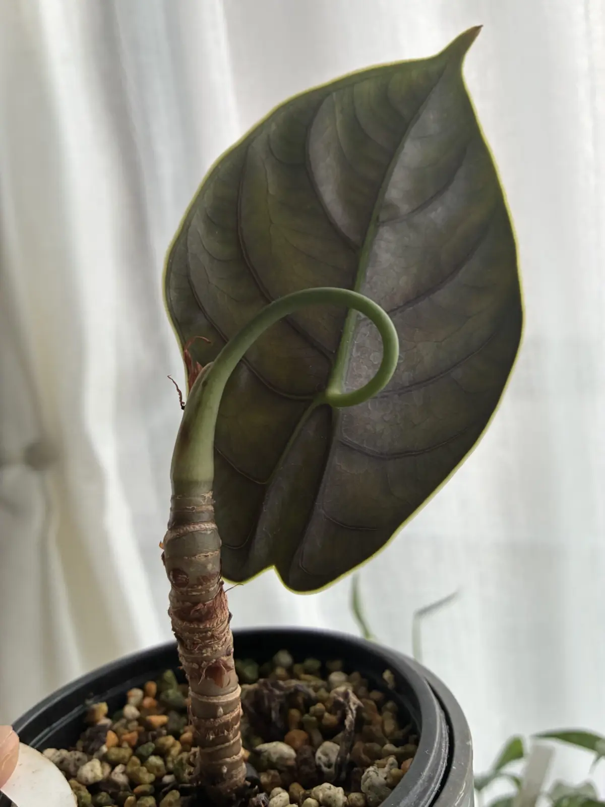 アロカシア　アズラニー