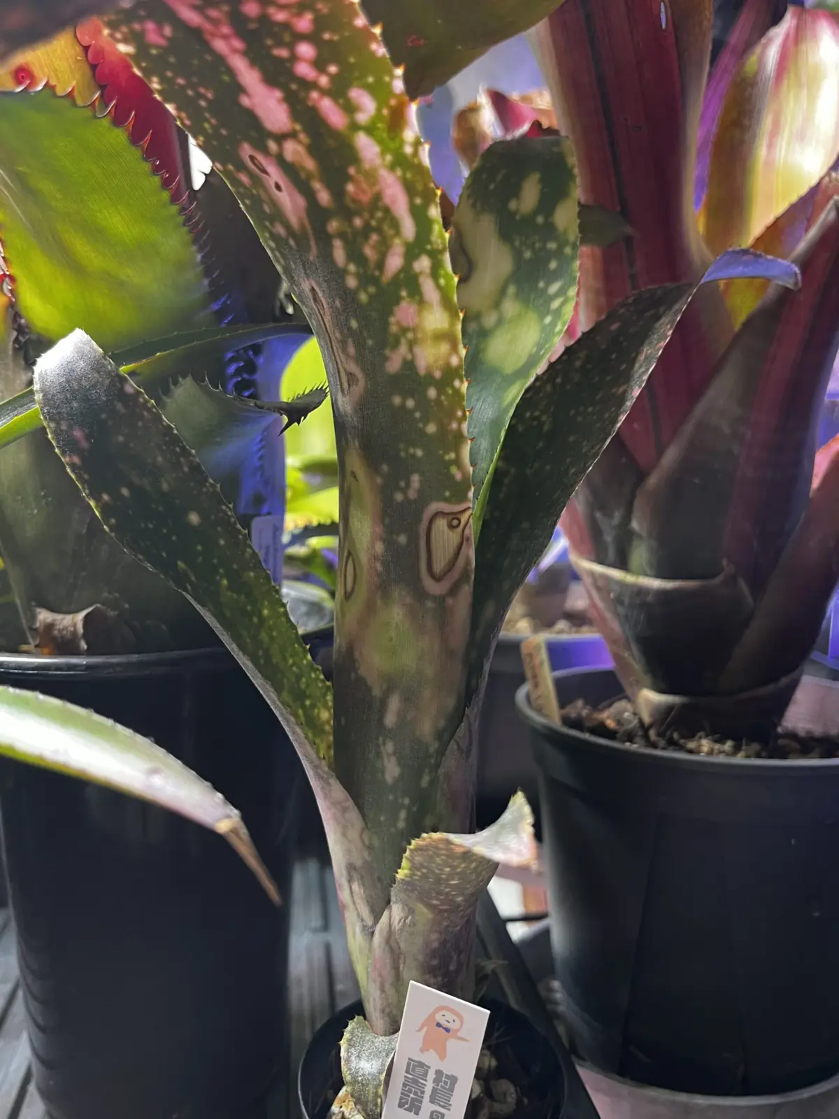 ビルベルギア　フラアウワナ