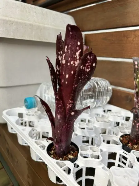 ビルベルギア ハレルヤ