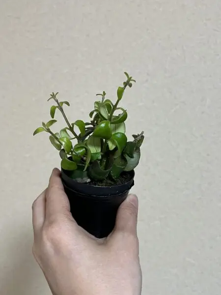 エスキナンサス ラスタ