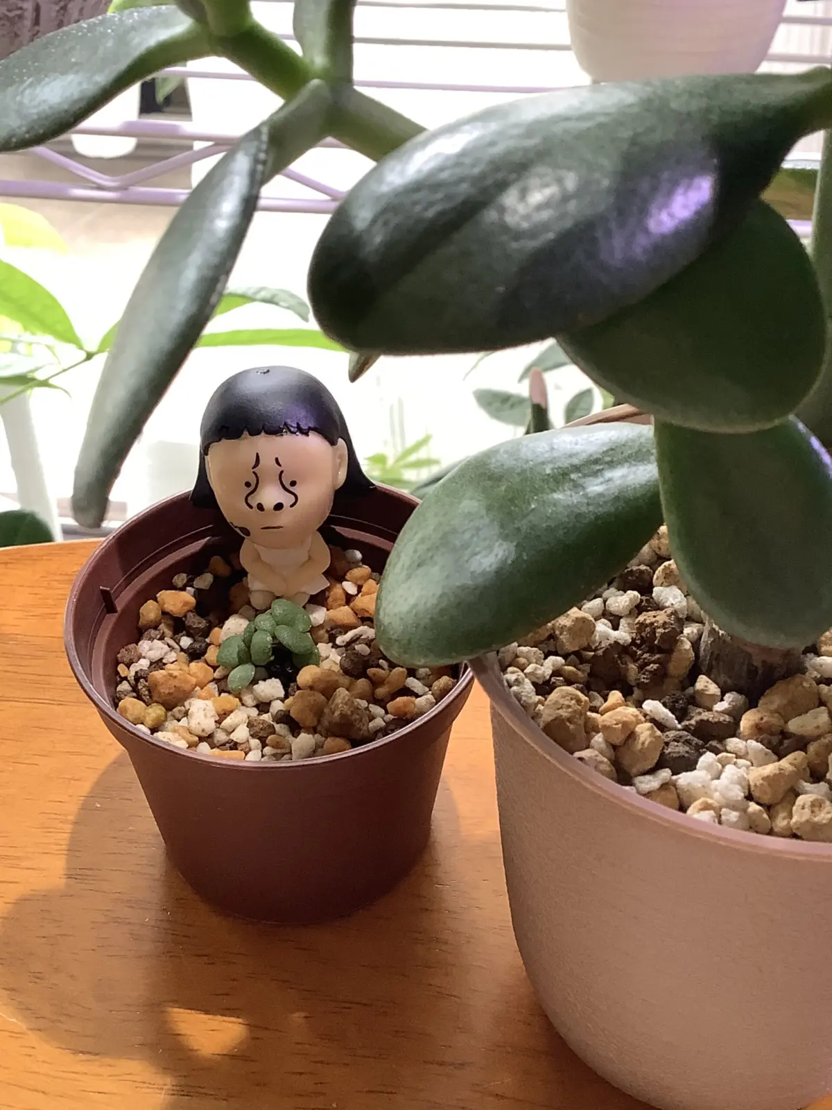 花月　金のなる木