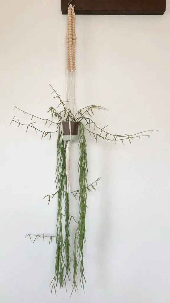 ホヤ リネアリス