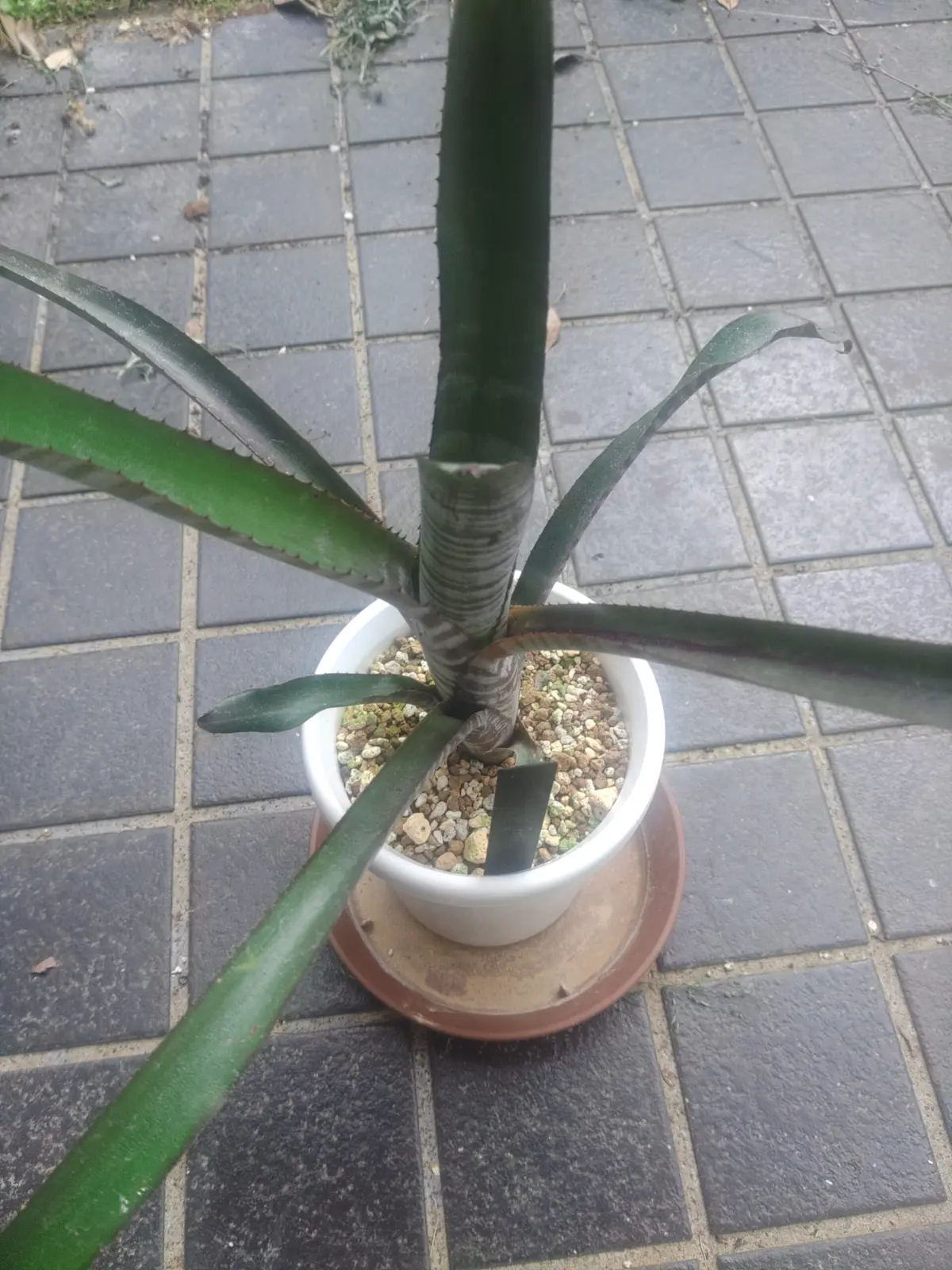 エクメア クランベリーフロスト