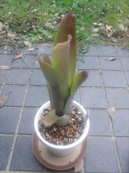 ネオレゲリア　クルエンタ　ルブラ