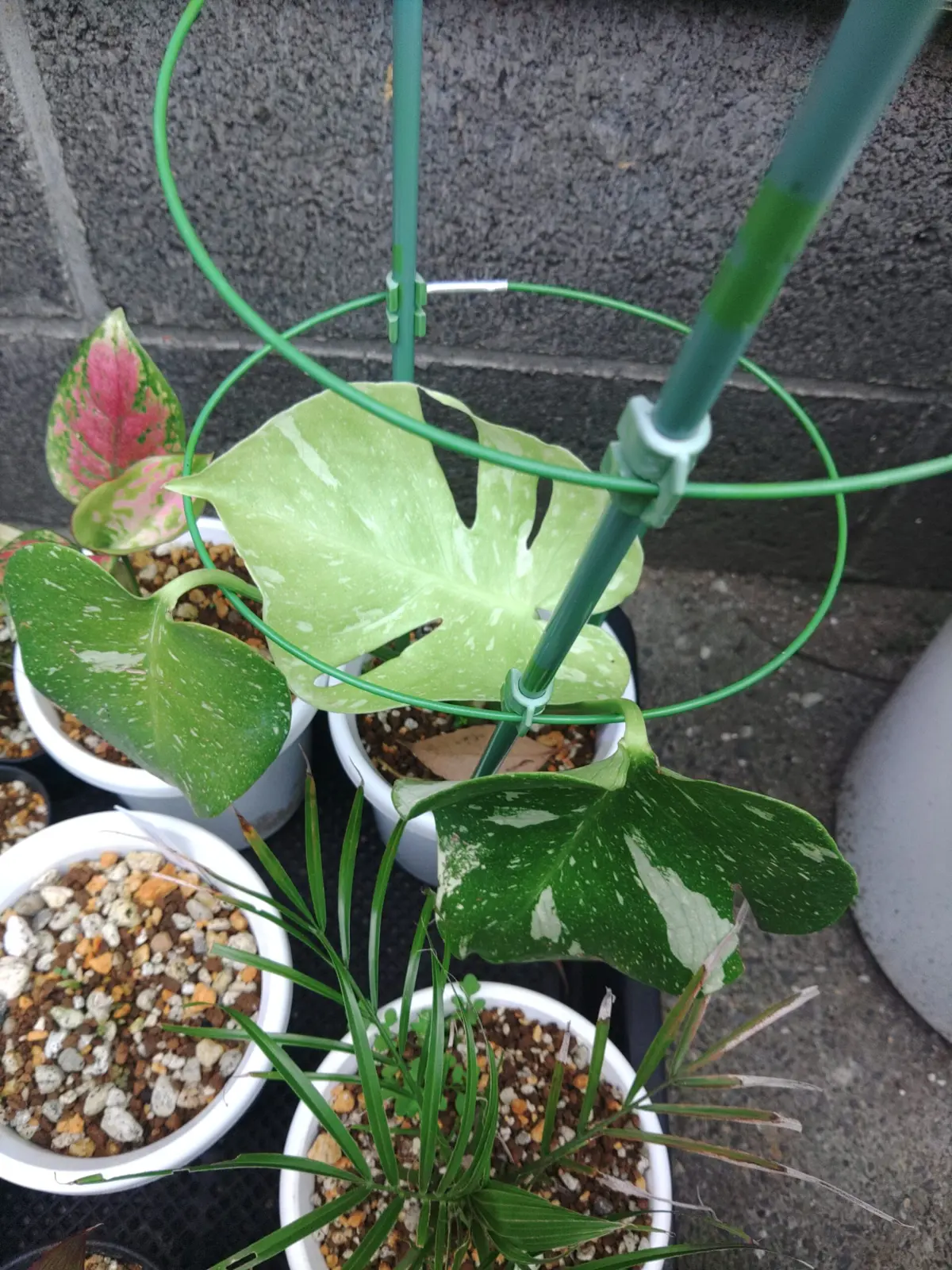 モンステラ デリシオーサ タイコンステレーション