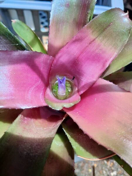 ネオレゲリア グラナダ 花
