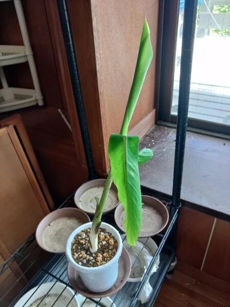 アイスクリーム　バナナ　（鉢植えバナナ）　１