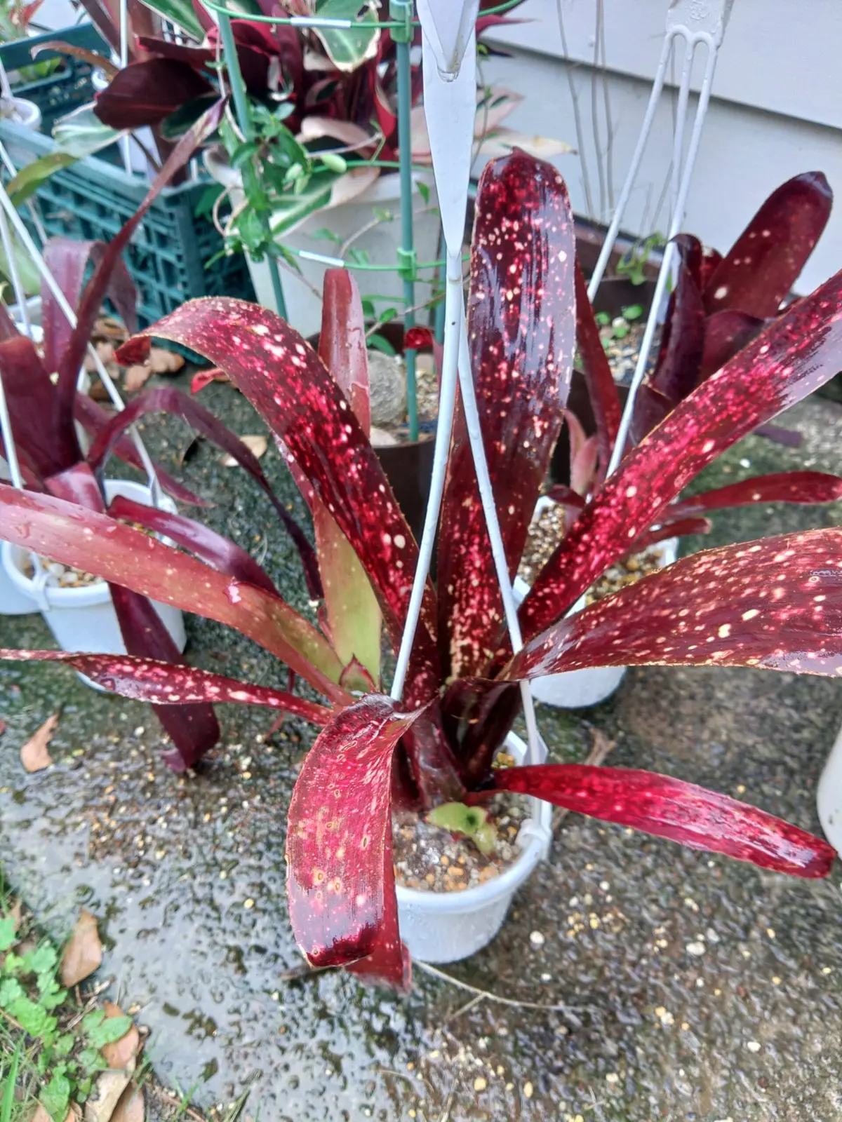 ビルベルギア　ハイブリット（NO.2）