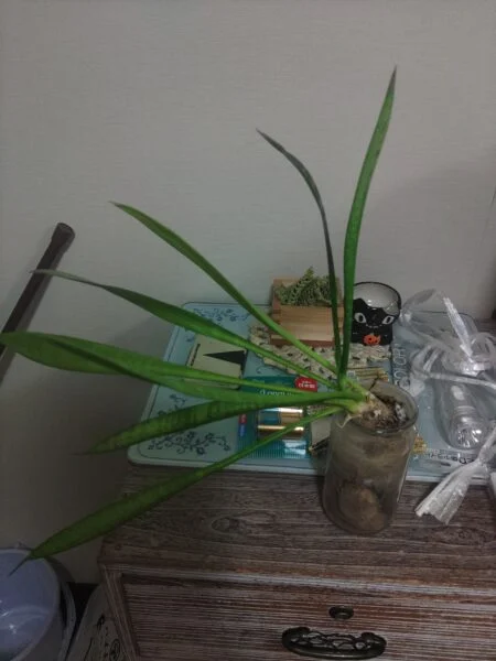 サンセベリア？