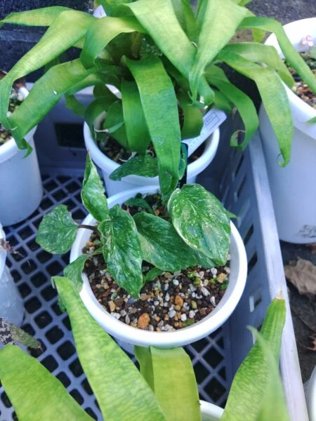 ホマロメナ　ルベスケンス斑入り