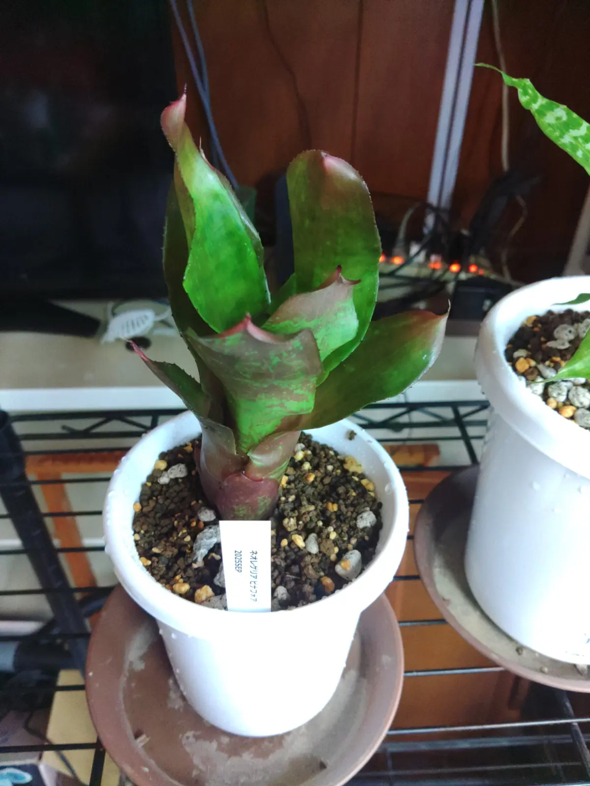 ネオレゲリア　ピナフォア