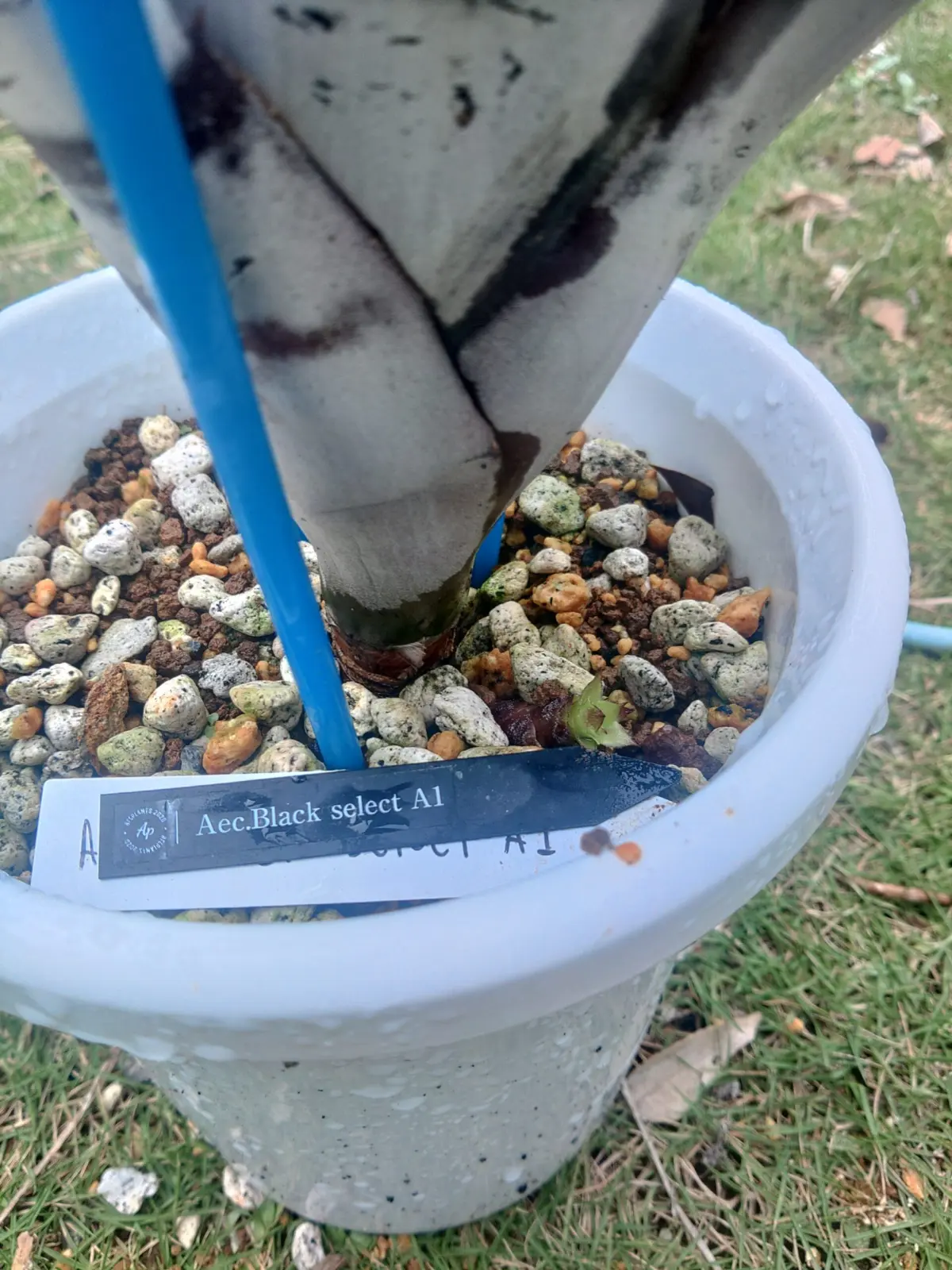 エクメア　ブラックセレクト　Ａ１　子株