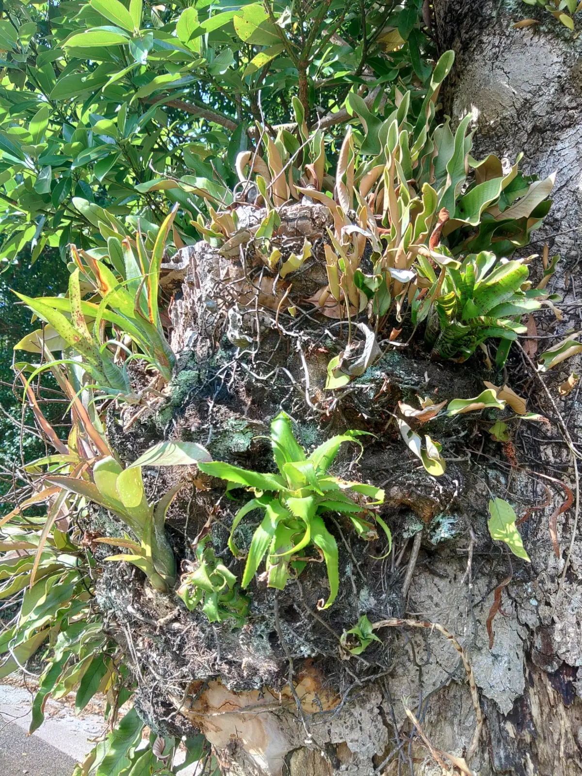 タンクブロメリア　庭木に着生チャレンジ　１