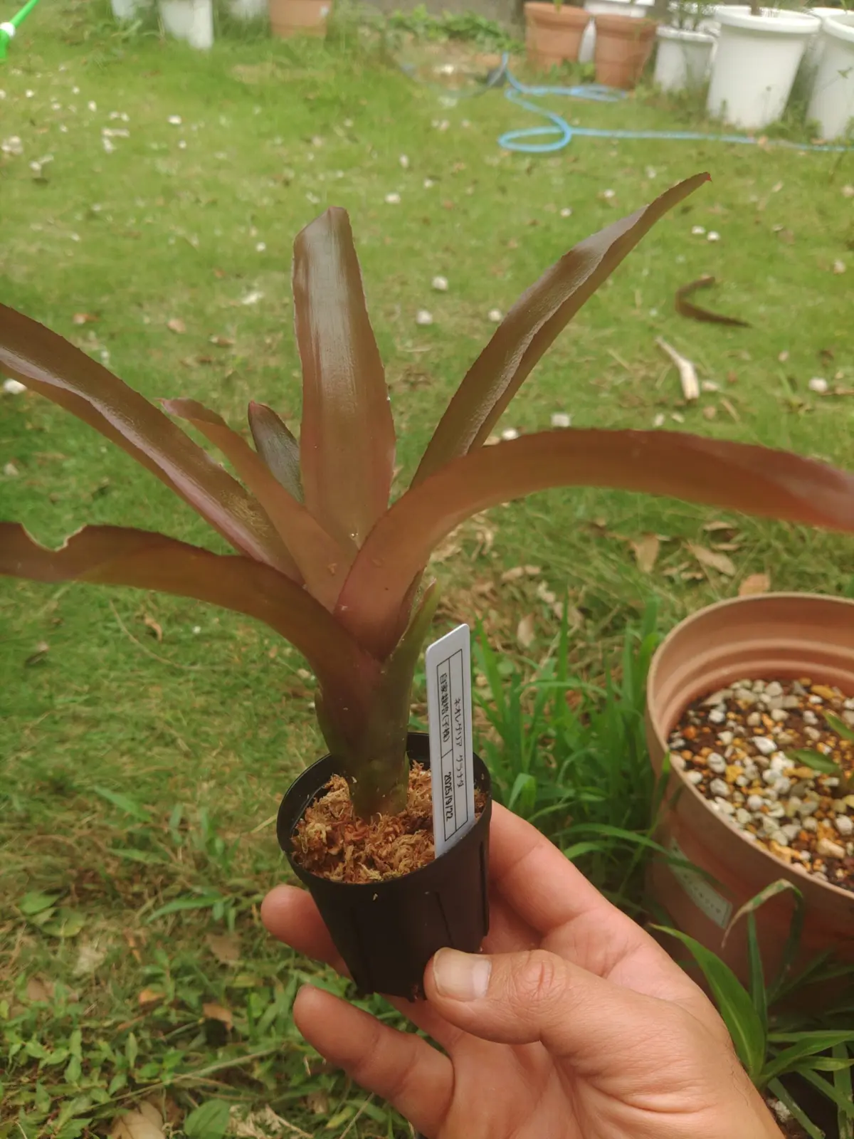 ネオレゲリア　グラナダ