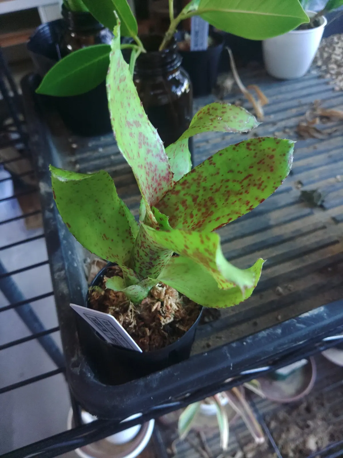 ネオレゲリア　オーストラリアンペッパー