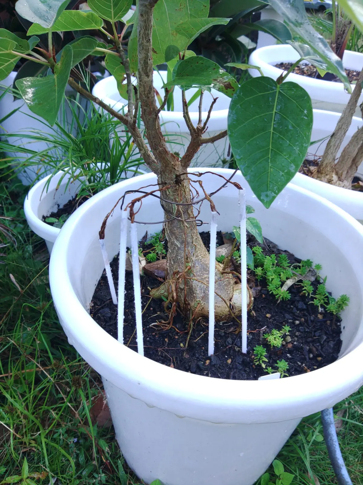 フィカス　パルメリー　パルテノン仕立て　１