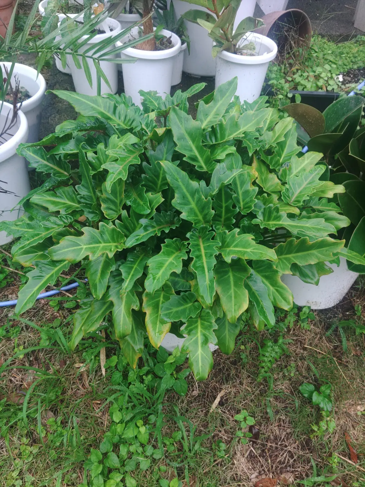 フィロデンドロン　ザナドゥ　クッカバラ