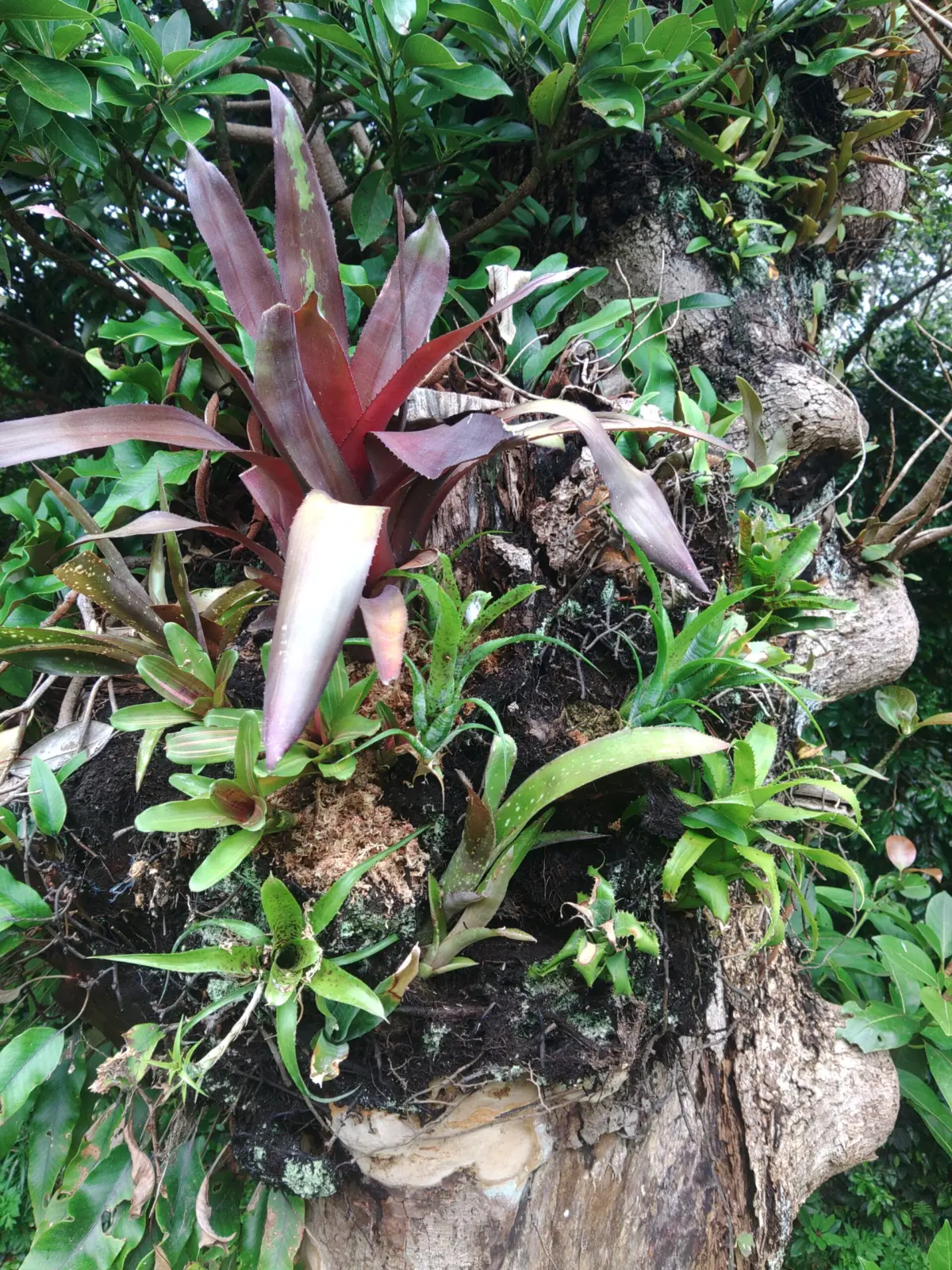 タンクブロメリア　庭木に着生チャレンジ　２