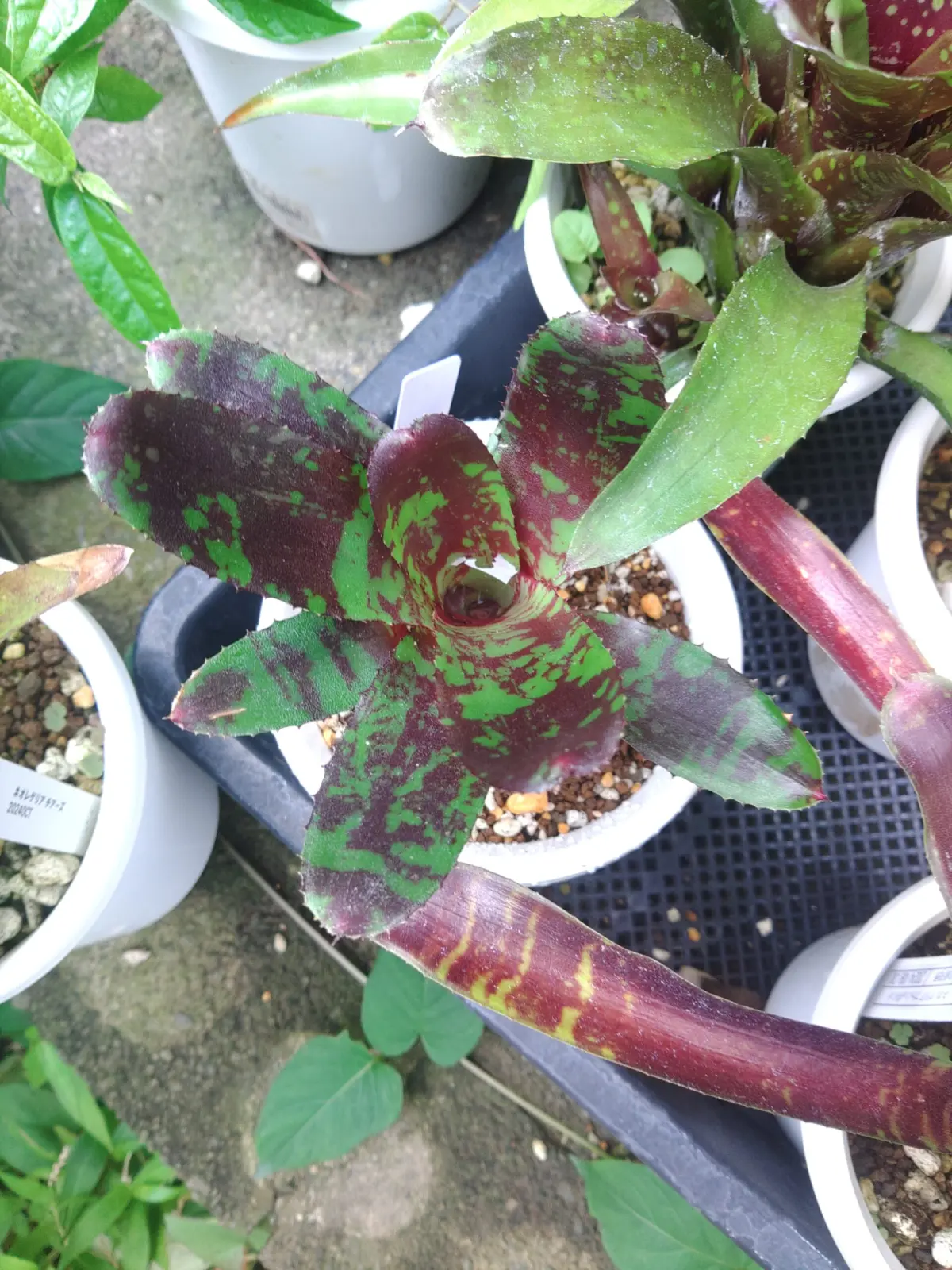 ネオレゲリア　バカルーバンザイ